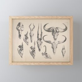 Antlers And Horns Framed Mini Art Print