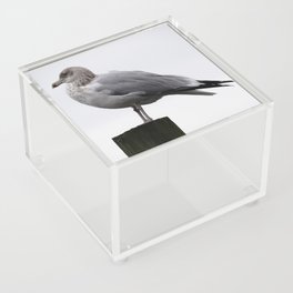 Seagull  Acrylic Box