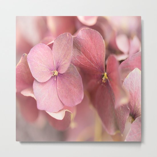 Hortensia Flower Metal Print