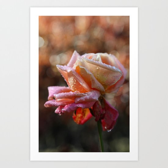 Rose Art Print