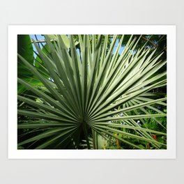 Fan Palm Art Print