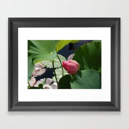Lily Pad Flower Framed Art Print