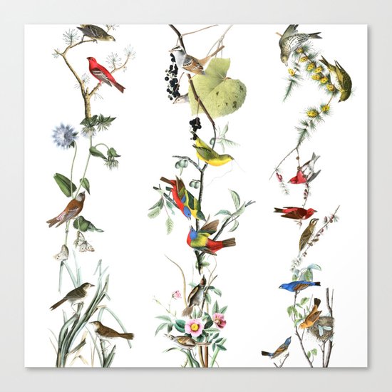 Birds - Art - Vintage - Pattern - Illustration - Nature Canvas Print