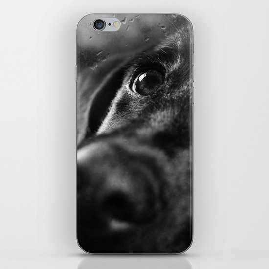 dog iPhone & iPod Skin