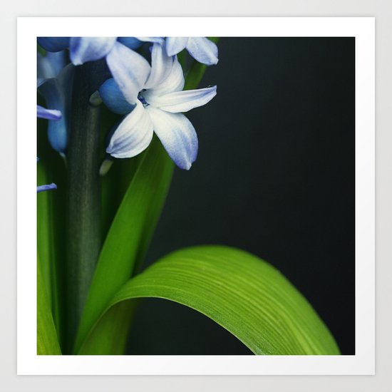 hyacinth Art Print
