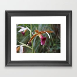 Wild Tropical Orchid Framed Art Print