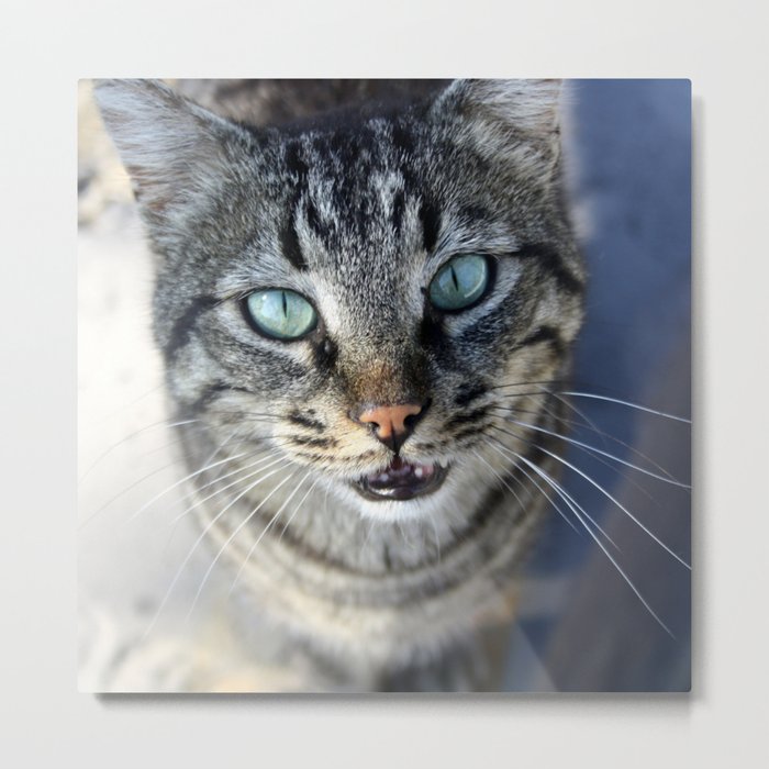 I Follow My Whiskers Tabby Cat Photography Metal Print