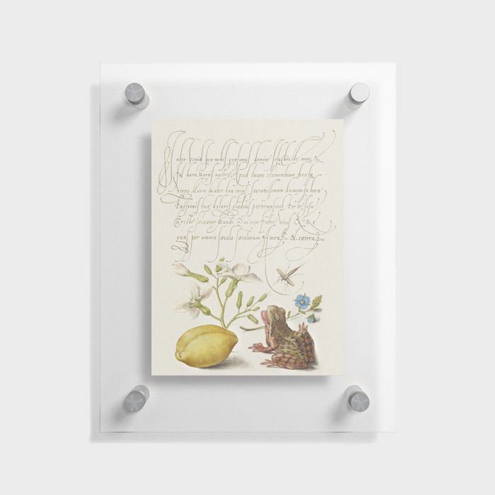 Lemon and frog vintage calligraphic art Floating Acrylic Print
