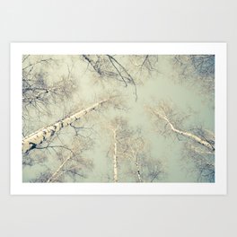 birch trees 3 Art Print