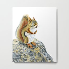 Bright-eyed and Bushy-tailed by Teresa Thompson Metal Print