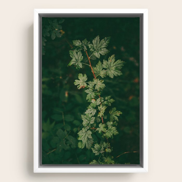 Framed Canvas