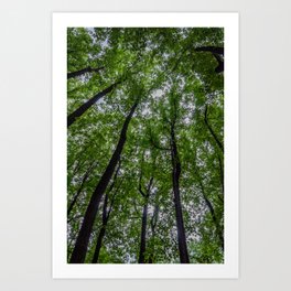 The Forest Canopy on a Late Spring Afternoon Art Print