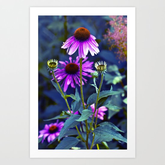 Purple Coneflowers Art Print