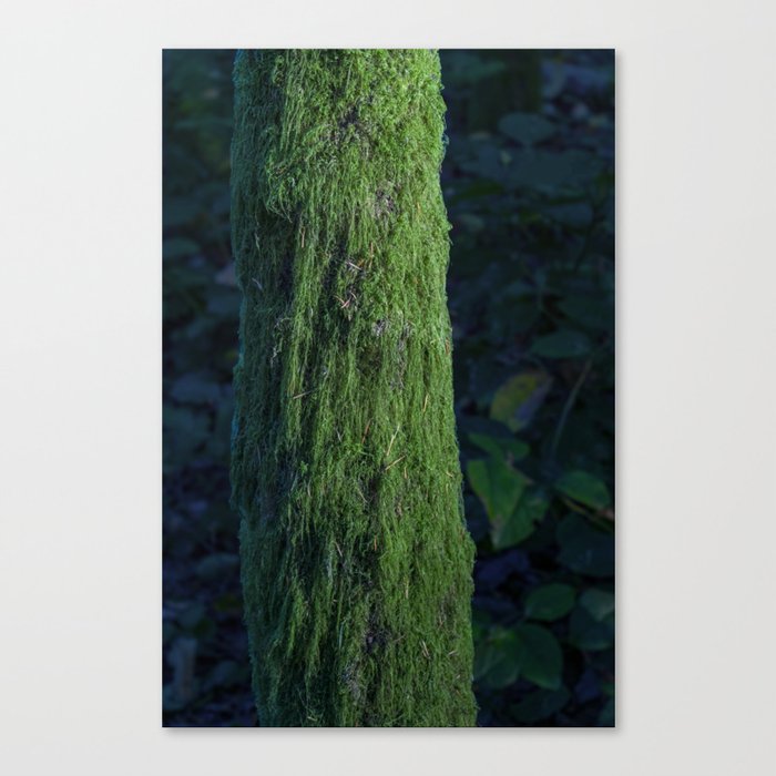 Tree Moss Canvas Print