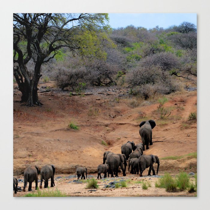 South Africa Photography - A Herd Of Elephants Canvas Print