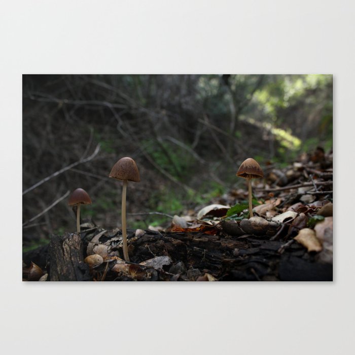 Forest Shroom Canvas Print