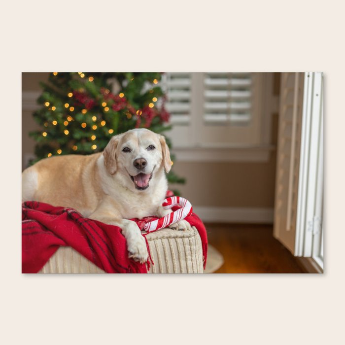 Yellow best sale lab christmas