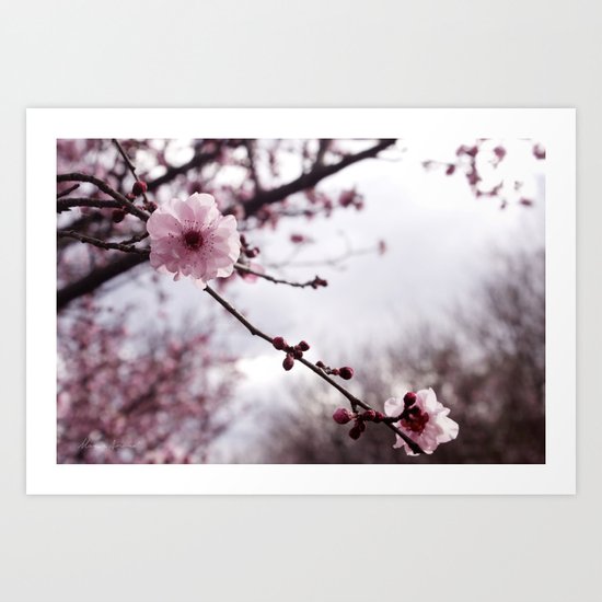 Cherry Blossom Art Print