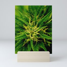 Marijuana Mini Art Print