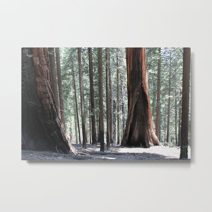 Sequoia Underworld Metal Print