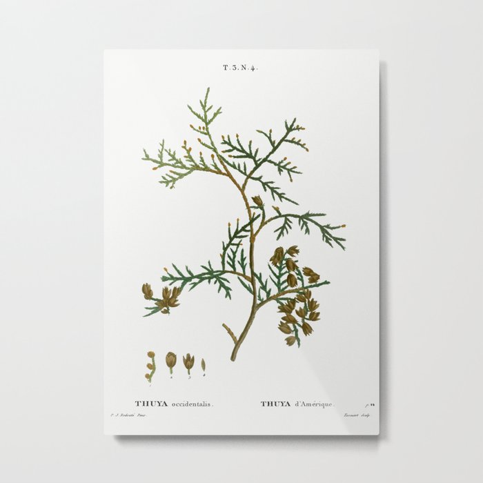 Northern white-cedar, Thuya occidentalis from Traité des Arbres et ...
