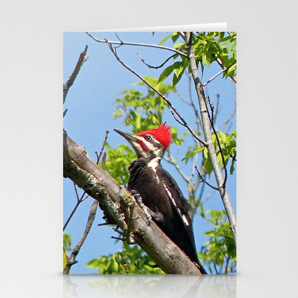 Male Pileated Woodpecker Stationery Cards