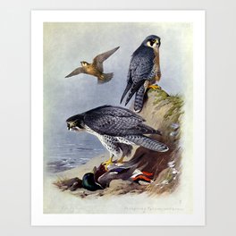 Gyr Falcon and Peregrine Falcon by Archibald Thorburn, 1915 (benefitting The Nature Conservancy) Art Print