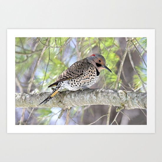 Northern Flicker Showing His Colors Art Print