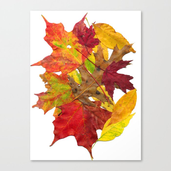 Autumn Fall Leaves Foliage Art Canvas Print