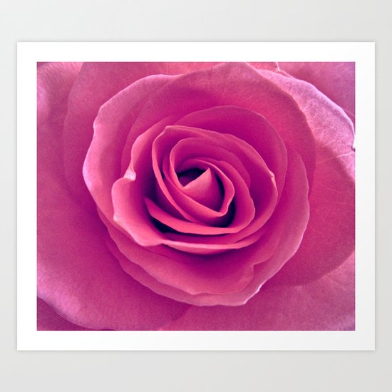 Pink Rose Art Print