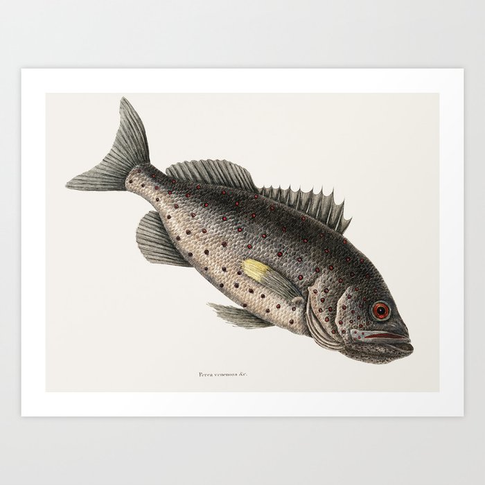 Rockfish (Perca venenosa) from The natural history of Carolina, Florida