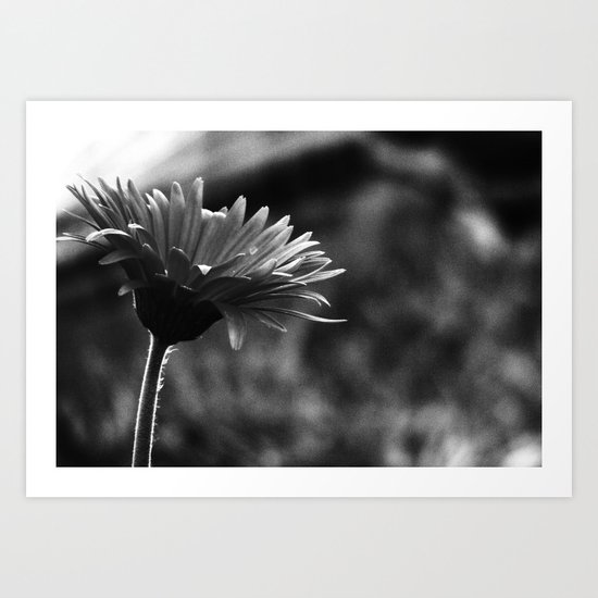 Petals Art Print