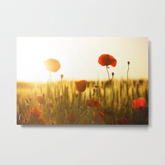 Poppies in the Sun Metal Print