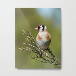 Goldfinch Metal Print | Popart, Homedecor, Bird, Other, Digital, Photo, Nature, Color, Wildlife, Europeangoldfinch 