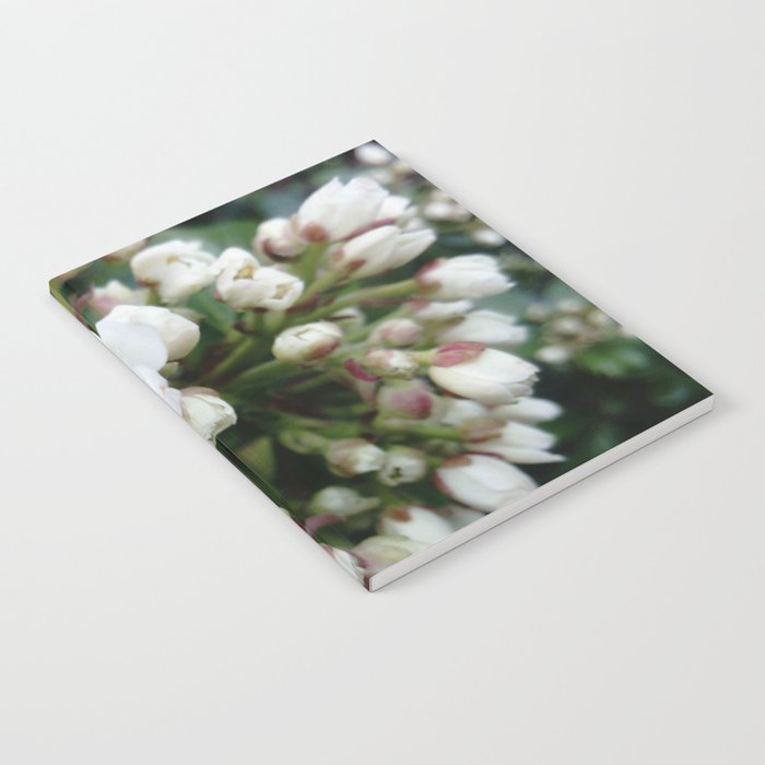 white flower -bloom,blossom,petal,floral,leaves,flor,garden,nature,plant. Notebook