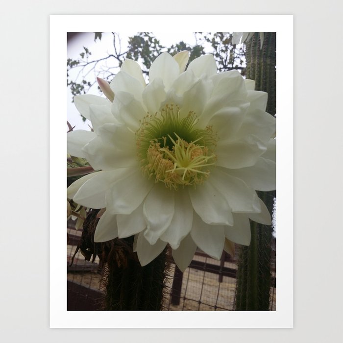 White Cactus Flower Art Print
