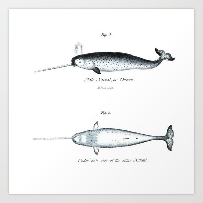 Vintage Narwhal Unicorn Of The Sea Nautical Whale Antique Beach