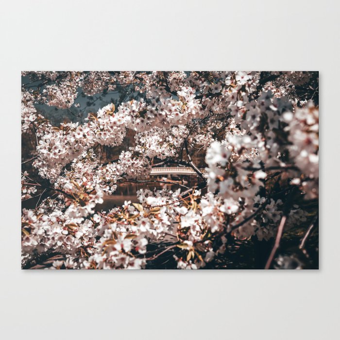 Cherry Blossom in Central Park New York Canvas Print