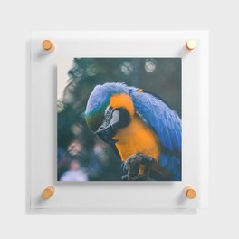 Brazil Photography - Blue And Yellow Macaw Parrot Floating Acrylic Print