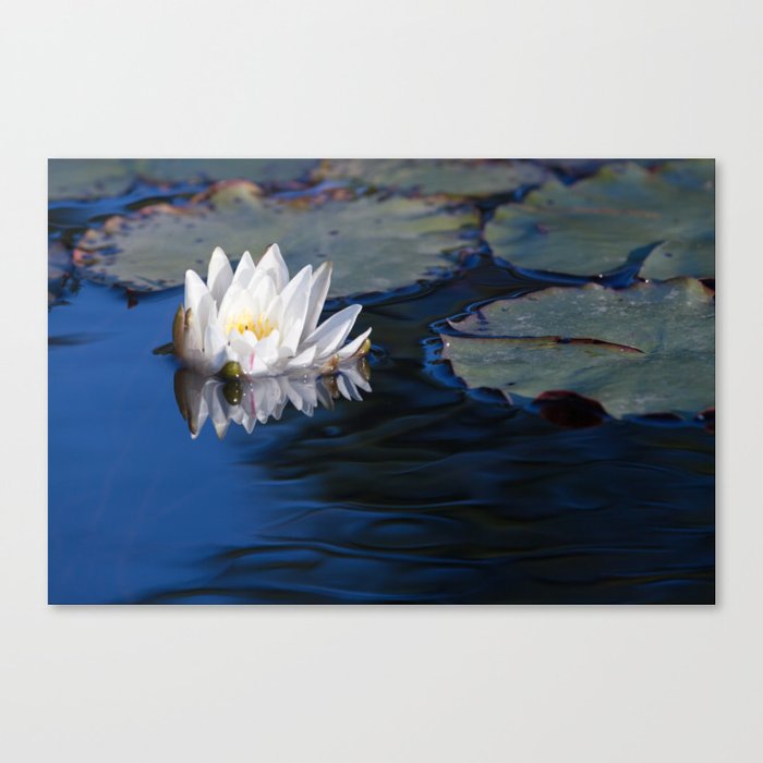 Water Lily & Lily Pads Canvas Print
