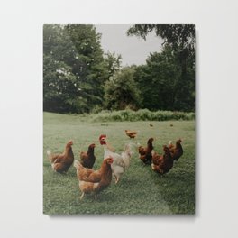 Chickens on the farm Metal Print | Rooster, Film, Animal, Photo, Chicken, Bird, Nature, Farmlife, Love, Meadow 