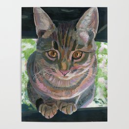 Gray cat Poster