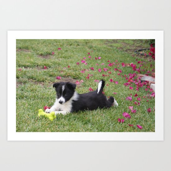 Border Collie Art Print