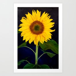 Sunflowers for Ukraine-All Profits Go to Ukrainian Relief Fund Art Print