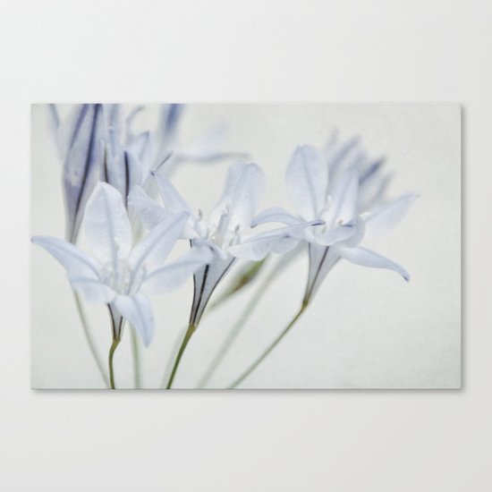 triplet lily I Canvas Print