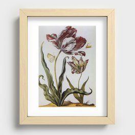  The big tulip Diana and the little widow Recessed Framed Print