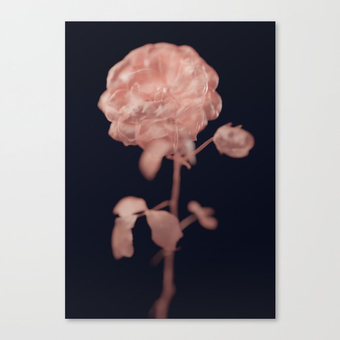 Rose modern dark art print design Canvas Print