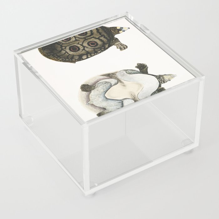 Eyed Trionyx (Tryonix ocellatus) Acrylic Box