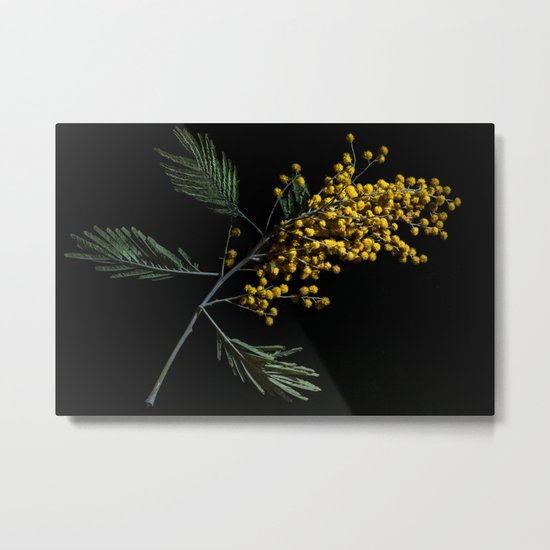 Silver Wattle Flowers Metal Print