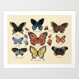 Butterflies of North America Art Print